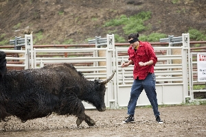 Blindfolded man, exposed crotch, charging bull - can you guess what happens next?